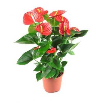 Plants Anthurium Lebanon